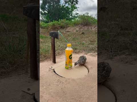 EASY CREATIVE DIY UNDERGROUND QUAIL TRAP #shorts