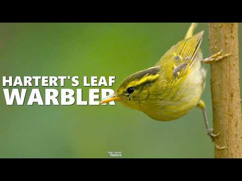 Bird Sound - Hartert's Leaf Warbler