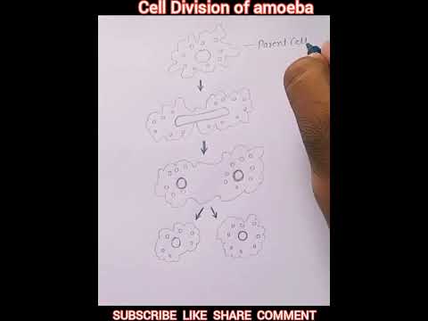 Cell Division in Amoeba | #shorts #digram #biology #class10