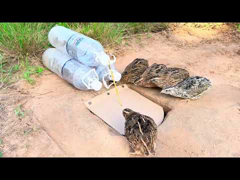 Amazing DIY Quail Trap Using Hole And 3 Bottle Plastic