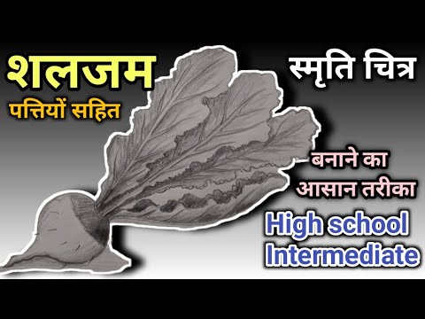 shalgam ka chitra // शलजम का चित्र// Drawing and shading of Turnip // draw a shalgam very easy