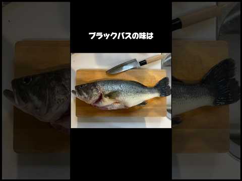 ブラックバスの豆知識！　　　　　　　　　#バス釣り#つり#釣り#ブラックバス#豆知識#バス釣り知識#常識#釣りあるある#fishing #つりたろう