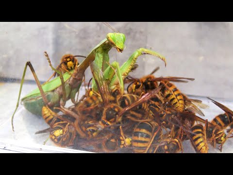 大量のスズメバチの中に腹ペコのカマキリを投入