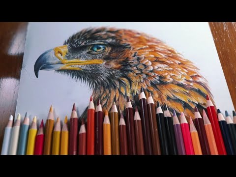 Drawing Golden Eagle Colorpencil Portrait Art By Rebelkalakar