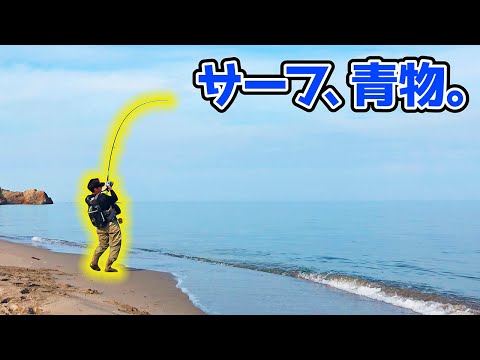 ○○サーフで青物が連発！？