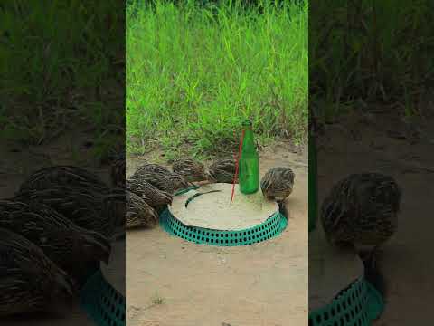 Unique DIY Auto Processing Underground Quail Trap Using Basket and Bottle #shorts #birds #animaltrap