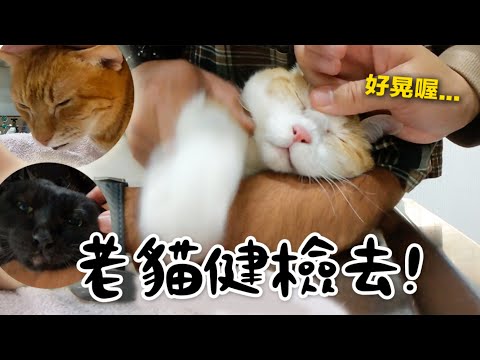 【黃阿瑪的後宮生活】老貓健檢去！Soso被說肌肉很多！