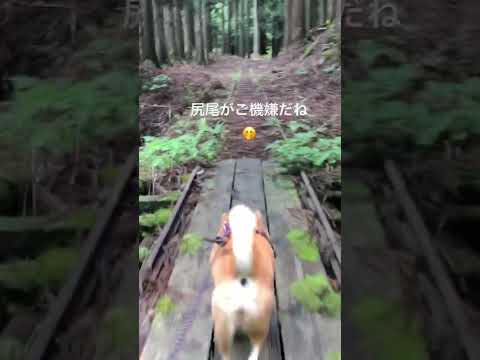 源流を目指してご機嫌に歩く登山犬あおい🤭