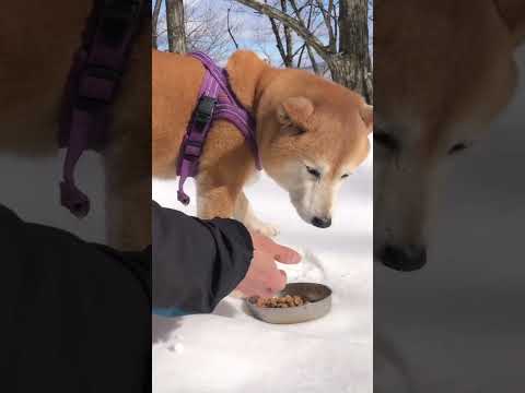 雪の長老ヶ嶽