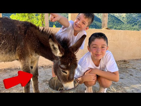 Donkey Farm Animals for Kids | Educational Videos For Kids