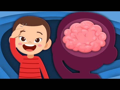 Explore The Brain! | Human Body Songs For Kids | KLT Anatomy