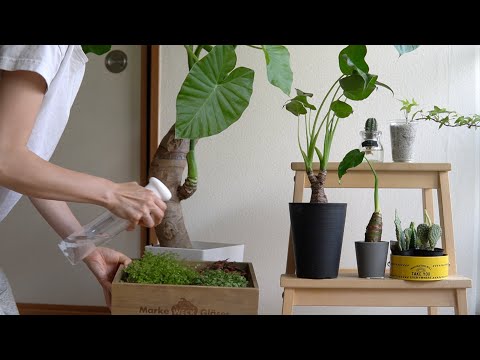 【おすすめ植物】育てやすい観葉植物5選🪴、サボテンの水栽培etc.【心地よい暮らし】