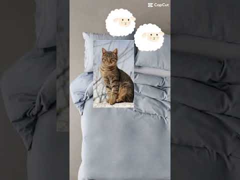 When cats tries to sleep at night #meme