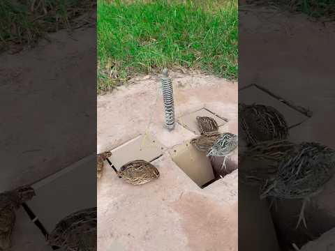 Best Unique DIY Quail Trap Using Paper Box #shortvideo #shorts