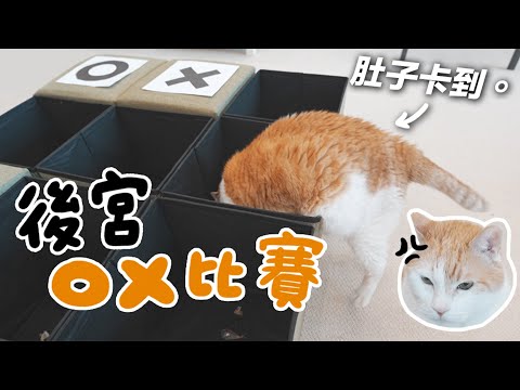 【黃阿瑪的後宮生活】後宮OX比賽！阿瑪的肥肚肚卡住了！