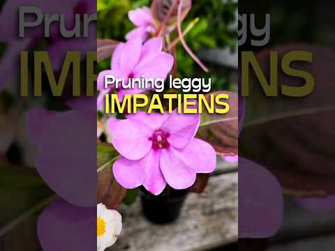 What To Do With Leggy Impatiens #shorts #garden #impatiens