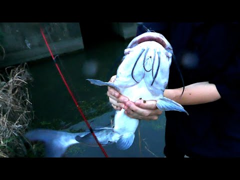 Burger with a catfish in a nearby waterway! 【ENG SUB】