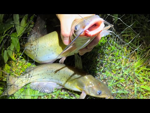 鯰は鰻の代わり。【釣れすぎ注意】