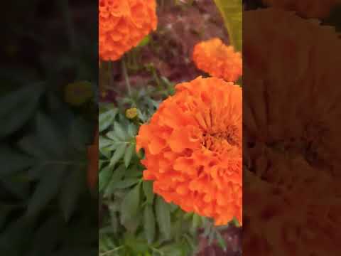 #Marigold flowers video # #garden flowers# winter season flowers 😍🥰😘# jai shree 🙏🙏#