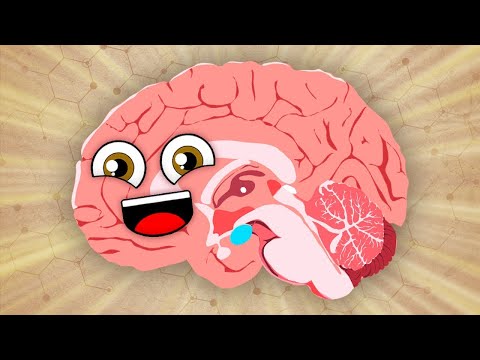 The Brain Is The Boss of Your Body! | KLT Anatomy