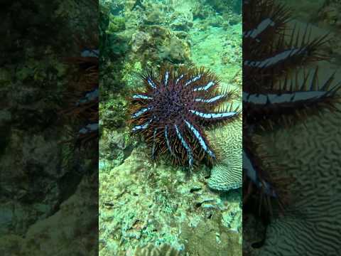 Most Venomous Starfish In The World