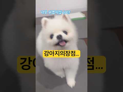 ❣️강아지의장점?👀포메장점#포메일상 #강아지#장점 #귀여워 #cutedog #cúncondễthương #강아지쇼츠 #shorts