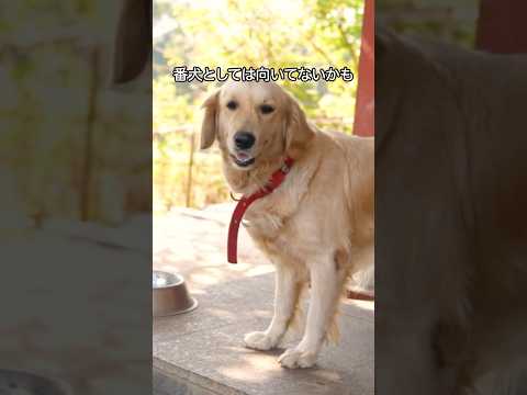 ゴールデンレトリバーの可愛すぎる解説 #shorts #goldenretriever