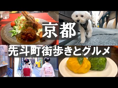 Kyoto/Gourmet food in Ponto-cho, where Maiko also walk & City walk with Maltipoo dog