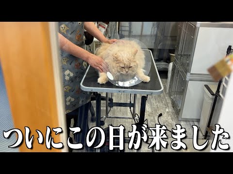 【衝撃】毛玉まみれだった愛猫がトリミングへ！しかし残念な結果に…