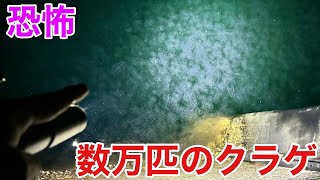 新種を探せ？未知の深海生物が打ち上がる駿河湾の海を大調査！！