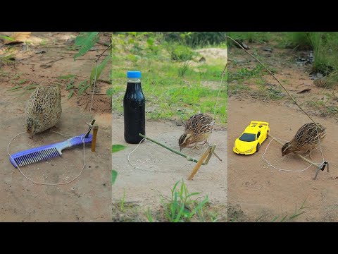 Amazing Many Effective Unique Creativity Technique Quail Trapping Method Using Wood