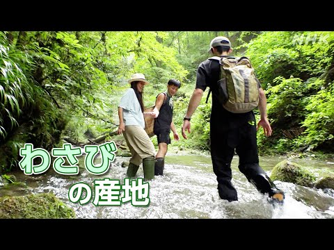 [Dig More Japan] 東京郊外で育まれるワサビ | NHK