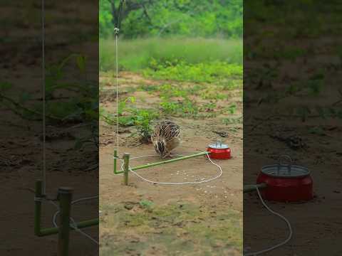 Create Quail Trap #shortvideo #ytshortsindia #youtubeshorts