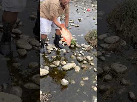 Pulang tilapia nagtatago sa lumot pinana