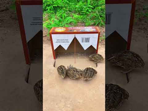 Amazing Creative Bird Trap - Best Underground Bird Trap Using Cardboard Box