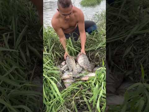 Carp trap after the heavy rain