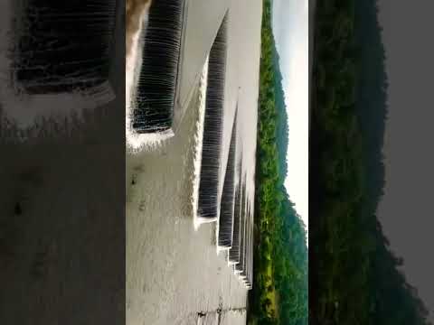 Amalnala Dam, चंद्रपूर, #shorts #shortvideo #short #india #shortsvideo