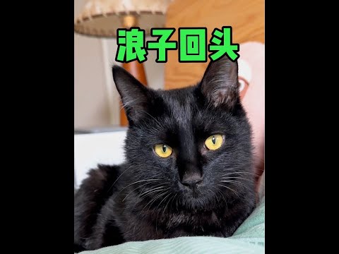 当一只凶猫开始信任你，那你就会成为它的全世界！太有成就感啦！