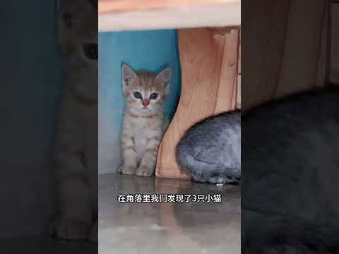 能领养流浪猫猫的小姐姐，能有什么怀心思呢？只是想把猫猫都养胖