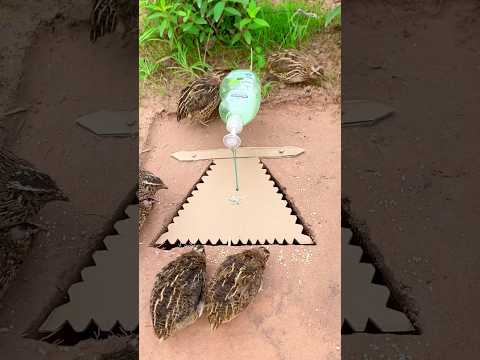 DIY Creative - Wow Really Amazing Bird Trap #diy_creative #shorts