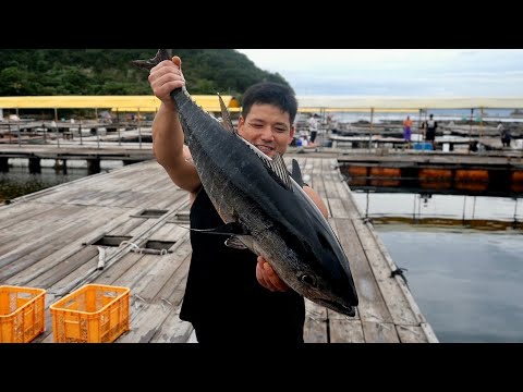 Eat Freshly Caught High-Quality Black Tuna and Drink Sake!