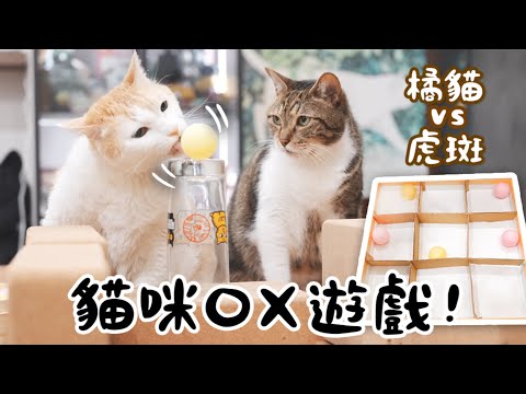 【黃阿瑪的後宮生活】貓咪OX遊戲！橘貓VS虎斑分組競賽！