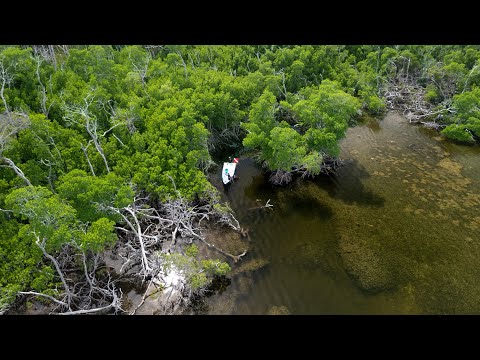 Spearfishing The Mangroves | Hidden Freshwater Spring