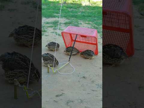 DIY Creative Unique Quail Traps Technique #shorts #shortsviral #animaltrap