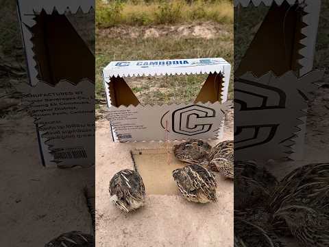 DIY Creative - Best DIY Quail Trap #shorts