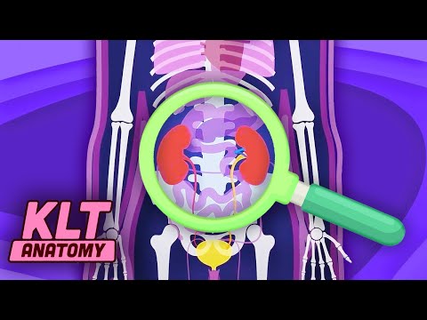 The Kidneys Song! | KLT Anatomy