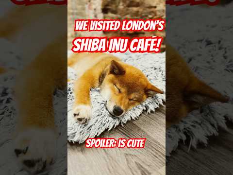 Shiba Inu Café in London?! Meet the pups 🐕 #cutenessoverload