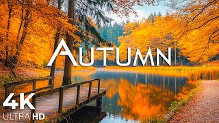 Enchanting Autumn Forests with Beautiful Piano Music🍁4K Autumn Ambience & Fall Foliage #20