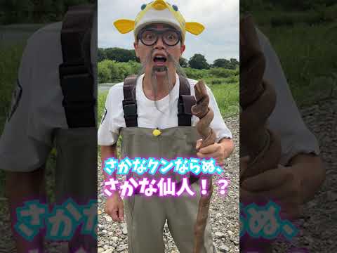 ギョギョッとサカナ★スター！NHK Eテレ 12月8日(金)午後7時25分～【ナマズちゃん】 #shorts  #さかなクン