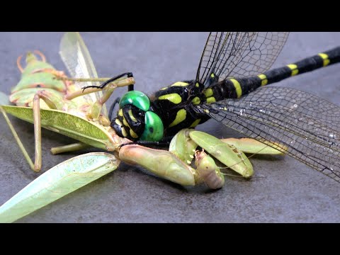 オニヤンマにカマキリをあげると...